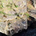 秋保温泉の景勝地「磊々峡」
仙台駅周辺からバス🚌でアクセス可の穴場スポット🍵ハート♡の石が特徴的で、恋人の聖地にも認定されています🙌🏻

2021年11月14日　可愛や🍎