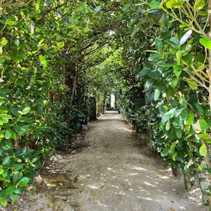 #フクギ並木#奄美大島#国直集落