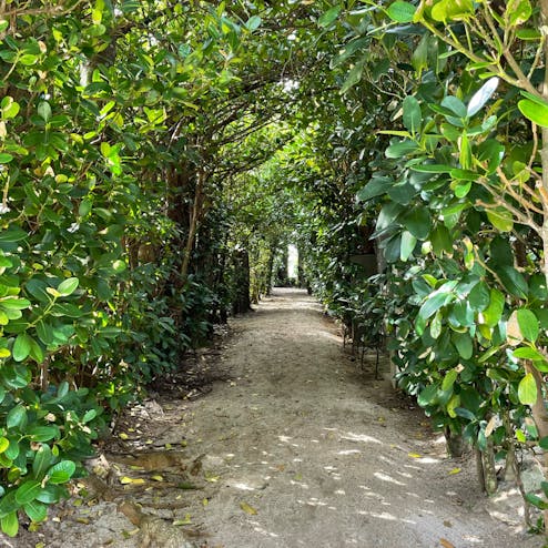 フクギのトンネル