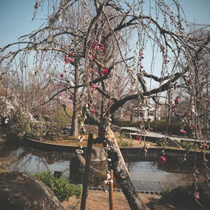 滋賀県、草津市立水生植物公園みずの森。大河ドラマで熱い源平合戦の梅が見られます🌸
国内唯一の沙羅双樹の花、今年は何時ごろ開花するでしょうか？

Slytherin🐍
2019年4月6日