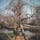 滋賀県、草津市立水生植物公園みずの森。大河ドラマで熱い源平合戦の梅が見られます🌸
国内唯一の沙羅双樹の花、今年は何時ごろ開花するでしょうか？

Slytherin🐍
2019年4月6日