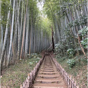 竹林の道が坂になっていて見晴らしがいいです。