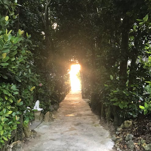 備瀬のフクギ並木