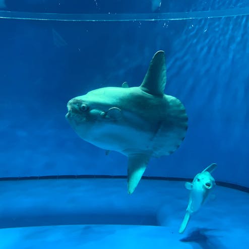 アクアワールド茨城県大洗水族館