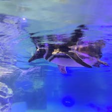 すみだ水族館