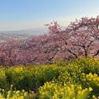 2022年3月5日(土)

#河津桜 #菜の花 #西平畑公園 #神奈川 #桜の名所