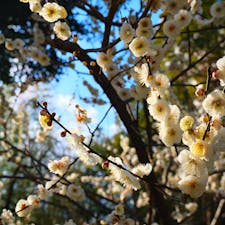 京都　城南宮
2022.3.6の梅。丁度見頃。写真は違うが、枝垂れ梅の梅林。