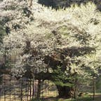 樽見の大桜

国の天然念物に指定されている県下最大のエドヒガン桜です。樹高13.8m、幹回りは6.3m、樹齢は1000年を越えるともいわれ、その昔、出石藩のお殿様が花見に訪れた桜の名所で、地元の人々からは「仙桜」とも呼ばれています。
 兵庫県養父市大屋町国の天然念物に指定されている県下最大のエドヒガン桜です。樹高13.8m、幹回りは6.3m、樹齢は1000年を越えるともいわれ、その昔、出石藩のお殿様が花見に訪れた桜の名所で、地元の人々からは「仙桜」とも呼ばれています。

#サント船長の写真  #サントの桜巡り