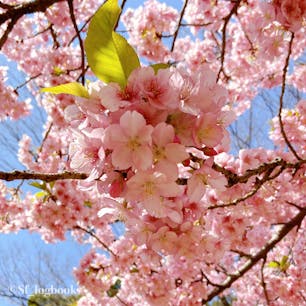📍林試の森公園
満開の河津桜🌸