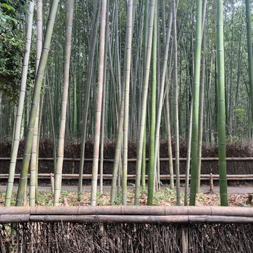 嵐山・嵯峨野・太秦・桂