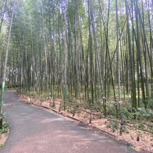 嵐山・嵯峨野・太秦・桂