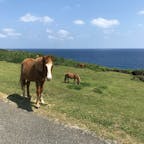 #沖縄#与那国島#与那国馬