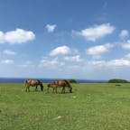 #沖縄#与那国島#与那国馬