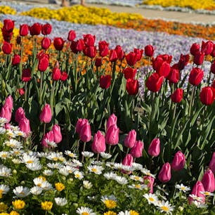 数年前の3月下旬に行った、あしかがフラワーパークの花模様🌷

一番人気の藤の花の季節ではなかったけど、いろんな種類の花々がきれいに植栽されていて春爛漫でした💐