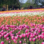 2019年の5月に行った、
広島の世羅高原農場のチューリップ畑🌷

春の花はカラフルですね💐
