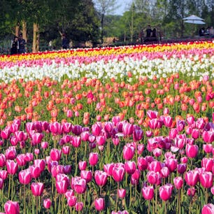 2019年の5月に行った、
広島の世羅高原農場のチューリップ畑🌷

春の花はカラフルですね💐
