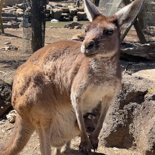 伊豆シャボテン公園