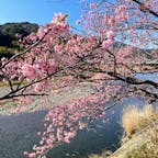 2022.2.27河津桜祭り
