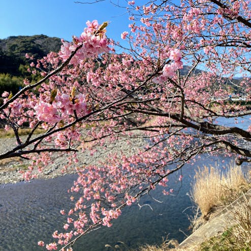河津桜まつり