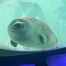 海遊館！かわいい！！