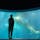 朝イチで行ったらジンベイザメの朝ごはんシーンを見ることが出来ました！

#海遊館