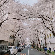 茅場町の桜並木🌸
東京はもう春ですねぇ。