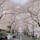 茅場町の桜並木🌸
東京はもう春ですねぇ。