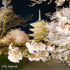 📍京都 東寺
夜桜ライトアップ🌸✨
