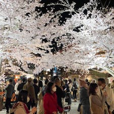 祇園白川巽橋　(夜桜)
2022年3月30日
コロナ禍中でも大勢の花見客でガードマンが出て「只今三密状態です！間隔を空けて！」と小さな声で言って居ました。

#サント船長の写真