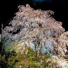 仕事帰りの道すがらでライトアップされた桜があったのでiPhoneで撮影しました。
かなり大きな桜です。
