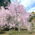 西山荘の桜


#サント船長の写真