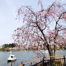 洗足池公園の桜🌸が見頃でした🙆‍♀️スワンボート🦢とのコラボに癒される。

2022年4月2日　可愛や🍎