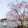 洗足池公園の桜🌸が見頃でした🙆‍♀️スワンボート🦢とのコラボに癒される。

2022年4月2日　可愛や🍎