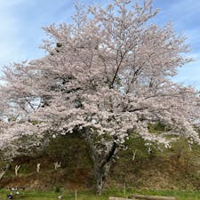 野見金公園の桜。
高さ10m以上、幅15m以上はありそうな
大きなソメイヨシノです。