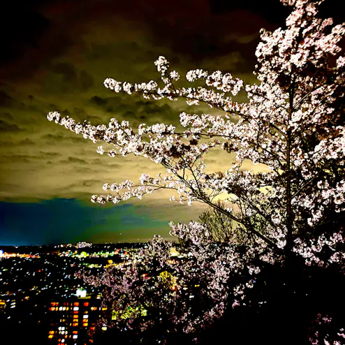長野公園 奥河内さくら公園 長野地区 の投稿写真 感想 みどころ 河内長野公園 22 4 2 トリップノート 長野公園 奥河内さくら公園 長野地区 の投稿写真 感想 みどころ 河内長野公園 22 4 2 トリップノート