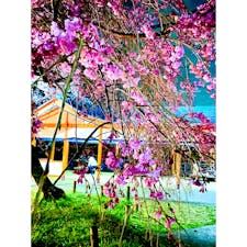 河内長野公園　2022.4.2