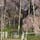 日本三大桜名所 
三春滝桜　福島県三春町

滝が流れる如く咲く桜が三春桜桜です。

#サント船長の写真  #日本三大桜