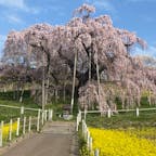 日本三大桜名所 
三春滝桜　福島県三春町

三大桜とは日本には数多くの桜並木やお花見の名所がありますが、その中でも福島にある「三春滝桜」、山梨の「山高神代桜」、岐阜の「根尾谷淡墨桜」は、日本の「三大桜」といわれています。その三春滝桜がコレですね🤗

#サント船長の写真  #日本三大桜