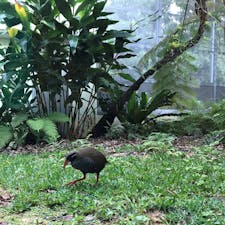 #沖縄#クイナの森#ヤンバルクイナ
くー太、めちゃくちゃ可愛かった😍