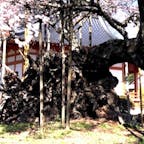 日本三大桜名所 
山梨の「山高神代桜」
武川町の実相寺境内にそびえる、
福島県の三春滝桜・ 岐阜県の淡墨桜と並ぶ 日本三大桜の一つです。
推定樹齢1,800年とも2,000年とも言われるエドヒガンザクラ、
その想像を絶する悠久の時を超えて咲き続けるさまは、神々しく、
見る人は思わず手を合わせるとも言われ、全国の桜を愛でる人たちの崇敬を集めてきました。
樹高10.3ｍ、根元・幹周り11.8ｍもあり、日本で最古・最大級の巨木として、
大正時代に国指定天然記念物第1号となりました。
また、平成2年には「新日本名木百選」にも選定されています。

#サント船長の写真  #日本三大桜