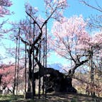 日本三大桜名所 
山梨の「山高神代桜」

神代桜は、山梨県北杜市武川町山高の実相寺境内にあるエドヒガンザクラの老木である。国指定の天然記念物であり、天然記念物としての名称は山高神代ザクラである。

#サント船長の写真  #日本三大桜
