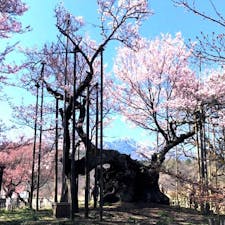 日本三大桜名所 
山梨の「山高神代桜」

神代桜は、山梨県北杜市武川町山高の実相寺境内にあるエドヒガンザクラの老木である。国指定の天然記念物であり、天然記念物としての名称は山高神代ザクラである。

#サント船長の写真  #日本三大桜