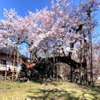 日本三大桜名所 
山梨の「山高神代桜」
神代桜は、山梨県北杜市武川町山高の実相寺境内にあるエドヒガンザクラの老木である。国指定の天然記念物であり、天然記念物としての名称は山高神代ザクラである。

桜の木とは関係有りませんが、此の時、事故が起こりました。
2020年3月25日昼前です。
神代桜を撮影中に私の大切なiPhoneXが手から滑り落ち画面が割れてしまいました。
桜の🌸では有りませんが、iPhoneXも散ってしまいました(泣)

#サント船長の写真  #日本三大桜