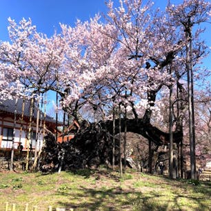 日本三大桜名所 
山梨の「山高神代桜」
神代桜は、山梨県北杜市武川町山高の実相寺境内にあるエドヒガンザクラの老木である。国指定の天然記念物であり、天然記念物としての名称は山高神代ザクラである。

桜の木とは関係有りませんが、此の時、事故が起こりました。
2020年3月25日昼前です。
神代桜を撮影中に私の大切なiPhoneXが手から滑り落ち画面が割れてしまいました。
桜の🌸では有りませんが、iPhoneXも散ってしまいました(泣)

#サント船長の写真  #日本三大桜