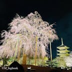 📍京都 東寺
夜桜ライトアップ
枝垂れ桜が満開✨