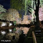📍京都 東寺
夜桜ライトアップ
枝垂れ柳と五重塔✨