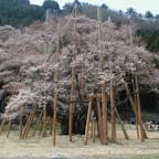 日本三大桜名所 
岐阜の「根尾谷淡墨桜」

樹齢1500余年を誇る孤高の桜。
継体天皇お手植えの桜と伝えられ、薄いピンクのつぼみが、満開になれば白に、そして散り際には淡い墨色になることから淡墨桜と名付けられたと言われています。

#サント船長の写真