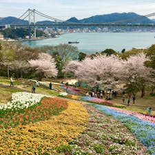 山口県
下関市
火の山公園トルコチューリップ園
関門海峡と関門橋を望むこの場所は、今の時期、桜やチューリップ、ビオラなどが美しく咲き誇ります。
