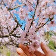 坂戸峡（長野県上伊那郡中川村）
長野県にもやっと桜の便り
2022.4.6