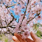 坂戸峡（長野県上伊那郡中川村）
長野県にもやっと桜の便り
2022.4.6